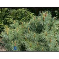 Penselfyr 'Glauca' Pinus Parviflora 'Glauca' Potte 3,0 Liter,- 40-60 Cm. -Montoz Butik p1497 1221 pinus parviflora glauca 0c1b