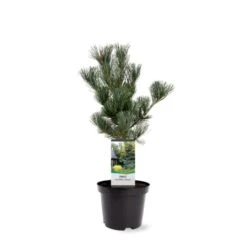 Penselfyr 'Glauca' Pinus Parviflora 'Glauca' Potte 3,0 Liter,- 40-60 Cm. -Montoz Butik p1497 38818 image a009