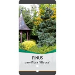 Penselfyr 'Glauca' Pinus Parviflora 'Glauca' Potte 3,0 Liter,- 40-60 Cm. -Montoz Butik p1497 38819 image 3078