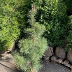 Skovfyr Pinus Sylvestris Med Klump,- 150-175 Cm. 10 Skovfyr Pinus Sylvestris Med Klump,- 150-175 Cm. -Montoz Butik p1502 47707 pinus sylvestris 45d2