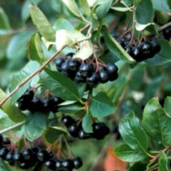 Nyankomne 7 Storfrugtet Surbær Aronia Melanocarpa Solitær Busk 125-150 Cm., Med Klump