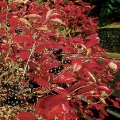 Storfrugtet Surbær Aronia Melanocarpa Solitær Busk 125-150 Cm., Med Klump -Montoz Butik p150 54053 aronia melanocarpa 6a62