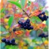 Surbær 'Norðîc® Aron' Aronia Melanocarpa 'Norðîc® Aron' 5 Liter Potte 2 Surbær 'Norðîc® Aron' Aronia Melanocarpa 'Norðîc® Aron' 5 Liter Potte -Montoz Butik p152 47305 aronia melanocarpa nordjic aron eb98