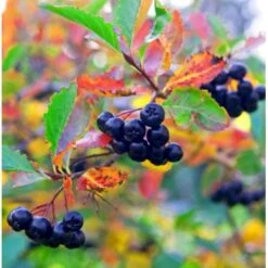 Nyankomne 11 Surbær 'Norðîc® Aron' Aronia Melanocarpa 'Norðîc® Aron' 5 Liter Potte