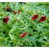Rød Staudepotentil Potentilla Atrosanguinea Rot 1 Liter Potte 2 Rød Staudepotentil Potentilla Atrosanguinea Rot 1 Liter Potte -Montoz Butik p1546 38550 potentilla atrosanguinea rot 2a5f