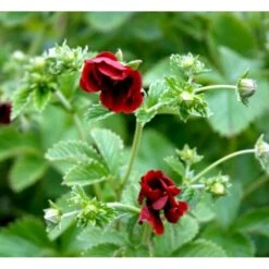 Rød Staudepotentil Potentilla Atrosanguinea Rot 1 Liter Potte -Montoz Butik p1546 38551 potentilla atrosanguinea rot 5b24