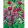 Etageprimula Primula Beesiana 1 Liter Potte -Montoz Butik p1567 1256 primula beesiana e65c