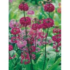 Etageprimula Primula Beesiana 1 Liter Potte