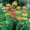 Etageprimula Primula Bullesiana 1 Liter Potte -Montoz Butik p1568 1257 primula bullesiana bd85