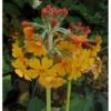 Etageprimula Primula Bulleyana 1 Liter Potte -Montoz Butik p1569 1258 primula bulleyana eede