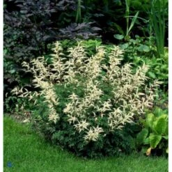 Koreansk Fjerbusk Aruncus Aethusifolius Bakke Med 12 Stk. -Montoz Butik p163 141 aruncus aethusifolius 6d2e