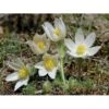 Opret Kobjælde Pulsatilla Vulgaris 'Alba' 10 Cm. Potte -Montoz Butik p1657 1327 pulsatilla vulgaris alba 16d3
