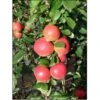 Æble 'Ahrista' Malus X 'Ahrista' 4-8 Grene. 120-160 Cm. Potte, (M7) -Montoz Butik p16610 8259 malus x ahrista f4dd