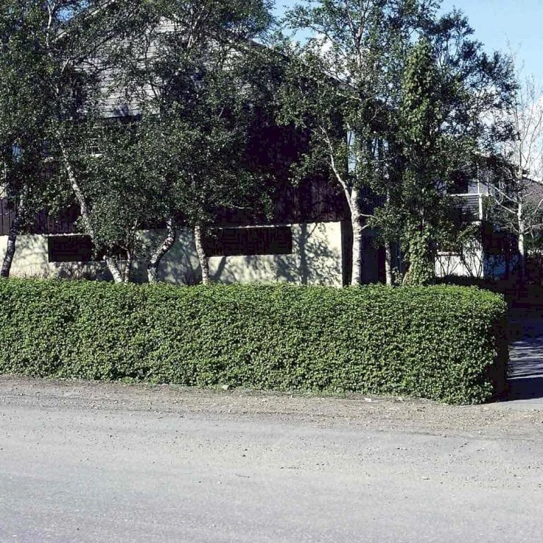 Fjeldribs Ribes Alpinum Barrods,- 4 års (2/2) 30-60 Cm. 3 Fjeldribs Ribes Alpinum Barrods,- 4 års (2/2) 30-60 Cm.