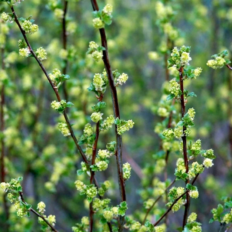 Fjeldribs Ribes Alpinum Barrods,- 4 års (2/2) 30-60 Cm. 4 Fjeldribs Ribes Alpinum Barrods,- 4 års (2/2) 30-60 Cm. - Billede 2