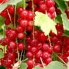 Ribs 'Jonkheer Van Tets' Ribes Rubrum 'Jonkheer Van Tets' Barrods,- 4-8 Grene