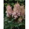 Astilbe 'Look At Me'® Astílbe Aréndsii-hýbrid 'Look At Me'® 1 Liter Potte 1 Astilbe 'Look At Me'® Astílbe Aréndsii-hýbrid 'Look At Me'® 1 Liter Potte -Montoz Butik p17296 9053 astilbe arendsii hybrid look at me 1649