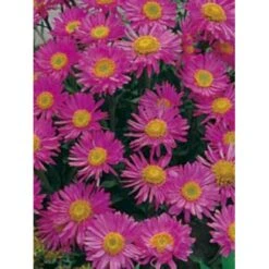 Alpeasters 'Happy End' Aster Alpinus 'Happy End' 9 Cm. Potte -Montoz Butik p173 149 aster alpinus happy end 0581