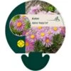 Alpeasters 'Happy End' Aster Alpinus 'Happy End' 9 Cm. Potte -Montoz Butik p173 43866 aster alpinus happy end 1922