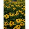Solhat Rudbeckia Fulgida 'Goldsturm' 1 Liter Potte 1 Solhat Rudbeckia Fulgida 'Goldsturm' 1 Liter Potte -Montoz Butik p1761 36389 rudbeckia fulgida goldsturm cf30