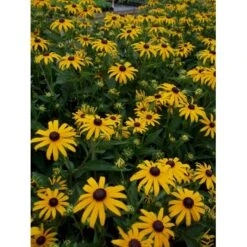 Solhat Rudbeckia Fulgida 'Goldsturm' 1 Liter Potte