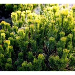 Bjergfyr 'Winter Gold' Pinus Mugo 'Winter Gold' (dværgform) Potte 2,0 Liter,- 15-20 Cm. -Montoz Butik p17686 43674 pinus mugo winter gold dvaergform c47e