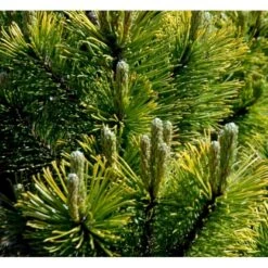 Bjergfyr 'Winter Gold' Pinus Mugo 'Winter Gold' (dværgform) Potte 2,0 Liter,- 15-20 Cm. -Montoz Butik p17686 43675 pinus mugo winter gold dvaergform 30d3