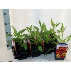 Purpursolhat 'Cheyenne Spirit' Echinacea Hybrid 'Cheyenne Spirit' 1 Liter Potte 7 Purpursolhat 'Cheyenne Spirit' Echinacea Hybrid 'Cheyenne Spirit' 1 Liter Potte -Montoz Butik p17738 21488 echinacea hyb cheyenne spirit 3237