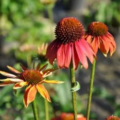 Purpursolhat 'Cheyenne Spirit' Echinacea Hybrid 'Cheyenne Spirit' 1 Liter Potte