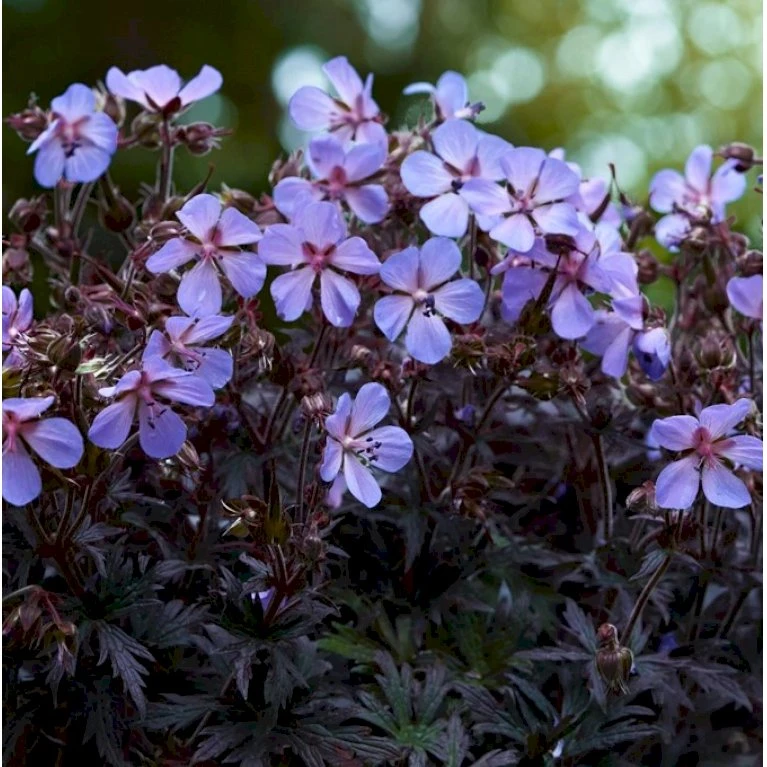 Eng-Storkenæb 'Midnight Reiter' (rødt Løv) Geranium Pratense 'Midnight Reiter' 1 Liter Potte 3 Eng-Storkenæb 'Midnight Reiter' (rødt Løv) Geranium Pratense 'Midnight Reiter' 1 Liter Potte