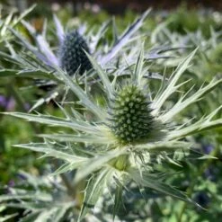 Mandstro 'Big Blue' Eryngium Zabelii 'Big Blue'® 1 Liter Potte -Montoz Butik p17743 48913 eryngium zabelii big blue daff