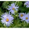 Storbladet Asters 'Twilight' Aster Macrophyllus 'Twilight' 1 Liter Potte -Montoz Butik p17744 36719 aster macrophyllus twilight d21c