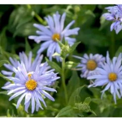 Storbladet Asters 'Twilight' Aster Macrophyllus 'Twilight' 1 Liter Potte