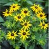 Solhat Rudbeckia H. 'Little Gold Star'® 1 Liter Potte -Montoz Butik p17758 36390 rudbeckia h little gold star ade3