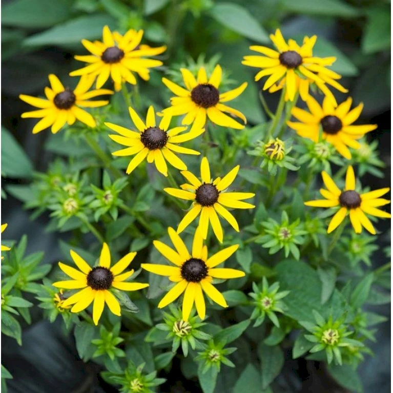 Solhat Rudbeckia H. 'Little Gold Star'® 1 Liter Potte 3 Solhat Rudbeckia H. 'Little Gold Star'® 1 Liter Potte