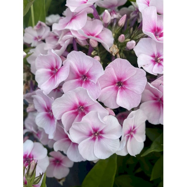 Høstfloks Phlox Pani. Adessa® 'Pink Star' 1 Liter Potte 3 Høstfloks Phlox Pani. Adessa® 'Pink Star' 1 Liter Potte