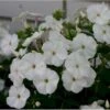 Høstfloks Phlox Pani. Adessa® White 1 Liter Potte -Montoz Butik p17764 10203 phlox pani adessa white 434b