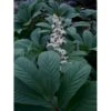 Finnet Bronceblad Rodgersia Pinnata 'Alba' 1 Liter Potte -Montoz Butik p17768 10209 rodgersia pinnata alba 5022