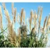 Elefantgræs 'Grosse Fontäne' Miscanthus Sinenensis 'Grosse Fontäne' 3,0 Liter Potte -Montoz Butik p17769 38530 miscanthus sinenensis grosse fontaene a7c8