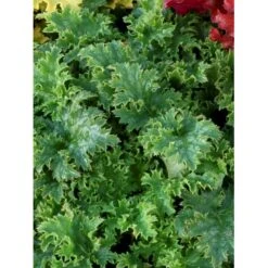 Alunrod 'Apple Crisp' Heuchera H. 'Apple Crisp' 1 Liter Potte