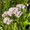 Læge-Baldrian Valeriana Officinalis 1 Liter Potte -Montoz Butik p17783 40699 valeriana officinalis c4a6