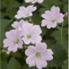 Storkenæb 'Dreamland' Geranium Hybrid 'Dreamland'® 1 Liter Potte 1 Storkenæb 'Dreamland' Geranium Hybrid 'Dreamland'® 1 Liter Potte -Montoz Butik p17807 36181 geranium hybrid dreamland ac3d
