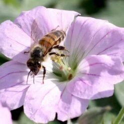 Storkenæb 'Dreamland' Geranium Hybrid 'Dreamland'® 1 Liter Potte -Montoz Butik p17807 36182 geranium hybrid dreamland 3d55