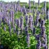 Anis Isop 'Blue Fortune' Agastache Foe. 'Blue Fortune' 1 Liter Potte