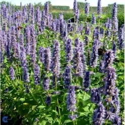Anis Isop 'Blue Fortune' Agastache Foe. 'Blue Fortune' 1 Liter Potte