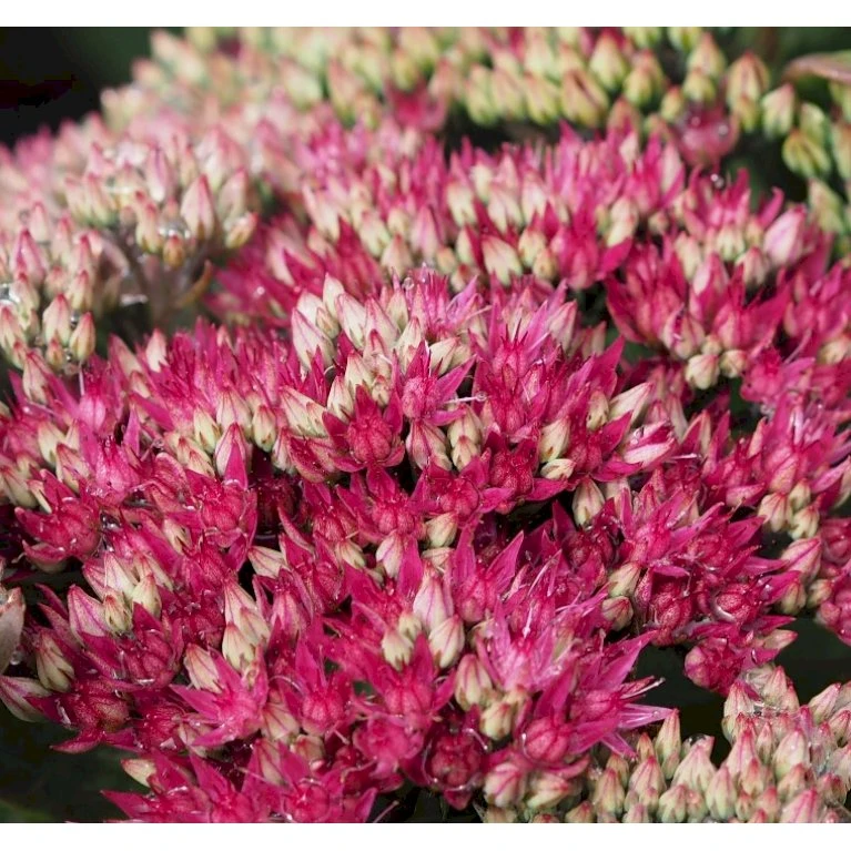 Sankthansurt 'Class Act' Sedum Hybrid 'Class Act'® 1 Liter Potte 3 Sankthansurt 'Class Act' Sedum Hybrid 'Class Act'® 1 Liter Potte