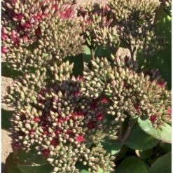 Sankthansurt 'Class Act' Sedum Hybrid 'Class Act'® 1 Liter Potte 8 Sankthansurt 'Class Act' Sedum Hybrid 'Class Act'® 1 Liter Potte -Montoz Butik p17812 40162 sedum hybrid class act ff7f