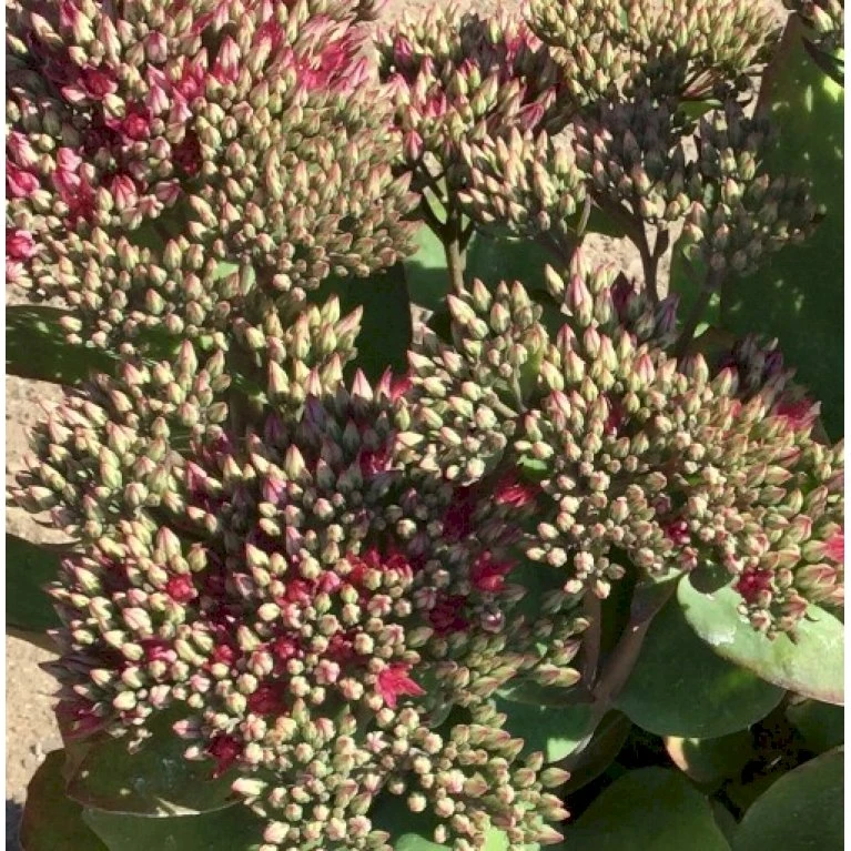 Sankthansurt 'Class Act' Sedum Hybrid 'Class Act'® 1 Liter Potte 5 Sankthansurt 'Class Act' Sedum Hybrid 'Class Act'® 1 Liter Potte - Billede 3