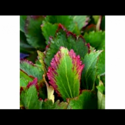 Kæmpestenbræk Hybrid 'Nova Flame' Mukgenia X 'Nova Flame'® 1 Liter Potte -Montoz Butik p17819 37929 mukgenia x nova flame 245f