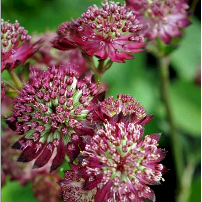Stjerneskærm 'Star Of Beauty' Astrantia Hybrid 'Star Of Beauty'® 1 Liter Potte 3 Stjerneskærm 'Star Of Beauty' Astrantia Hybrid 'Star Of Beauty'® 1 Liter Potte